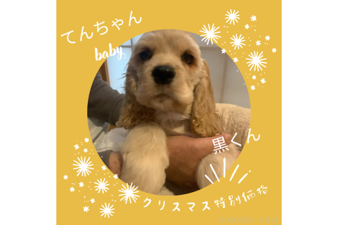 成約済の愛知県のアメリカンコッカースパニエル-338880の7枚目